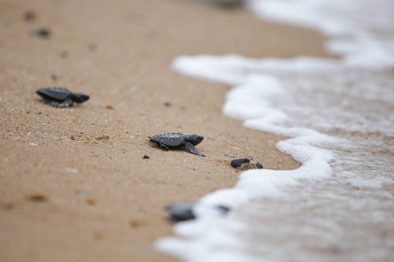 Tartarugas são soltas pelo Projeto Tamar na Praia do Forte, na Bahia