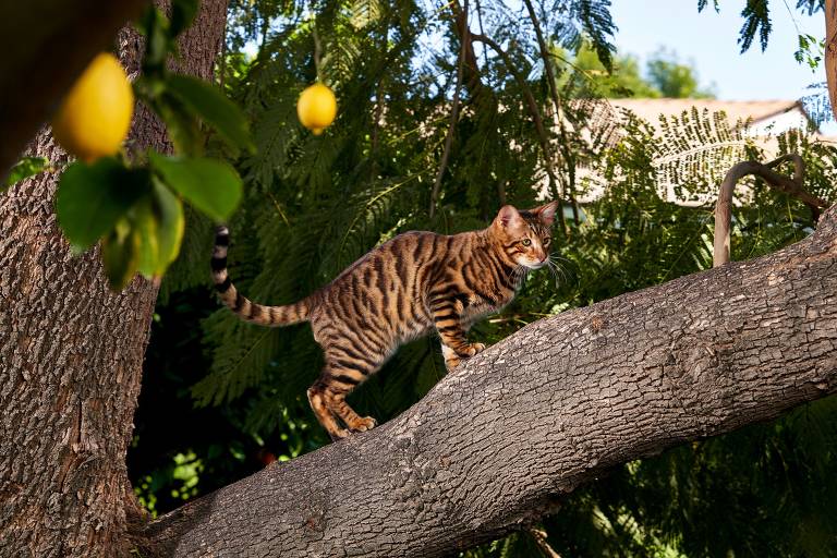 gato que parece um tigre｜Pesquisa do TikTok