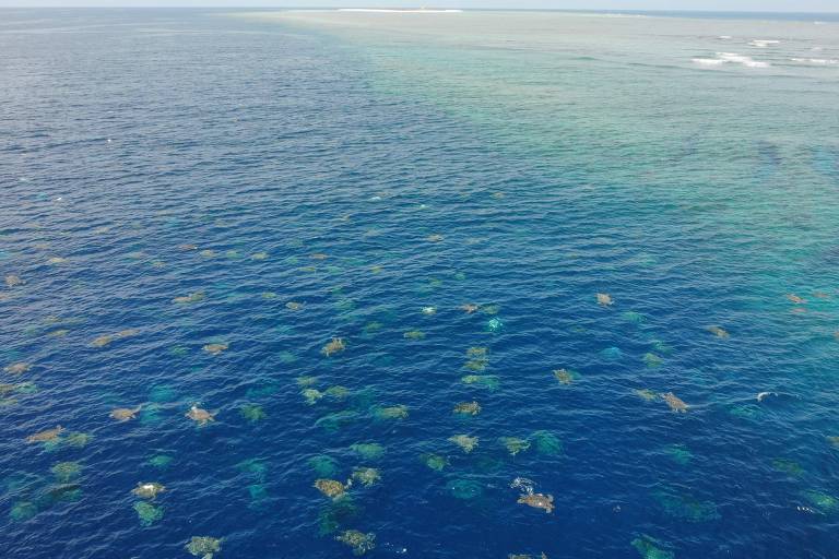 milhares de tartarugas no mar perto da Grande Barreira de Corais