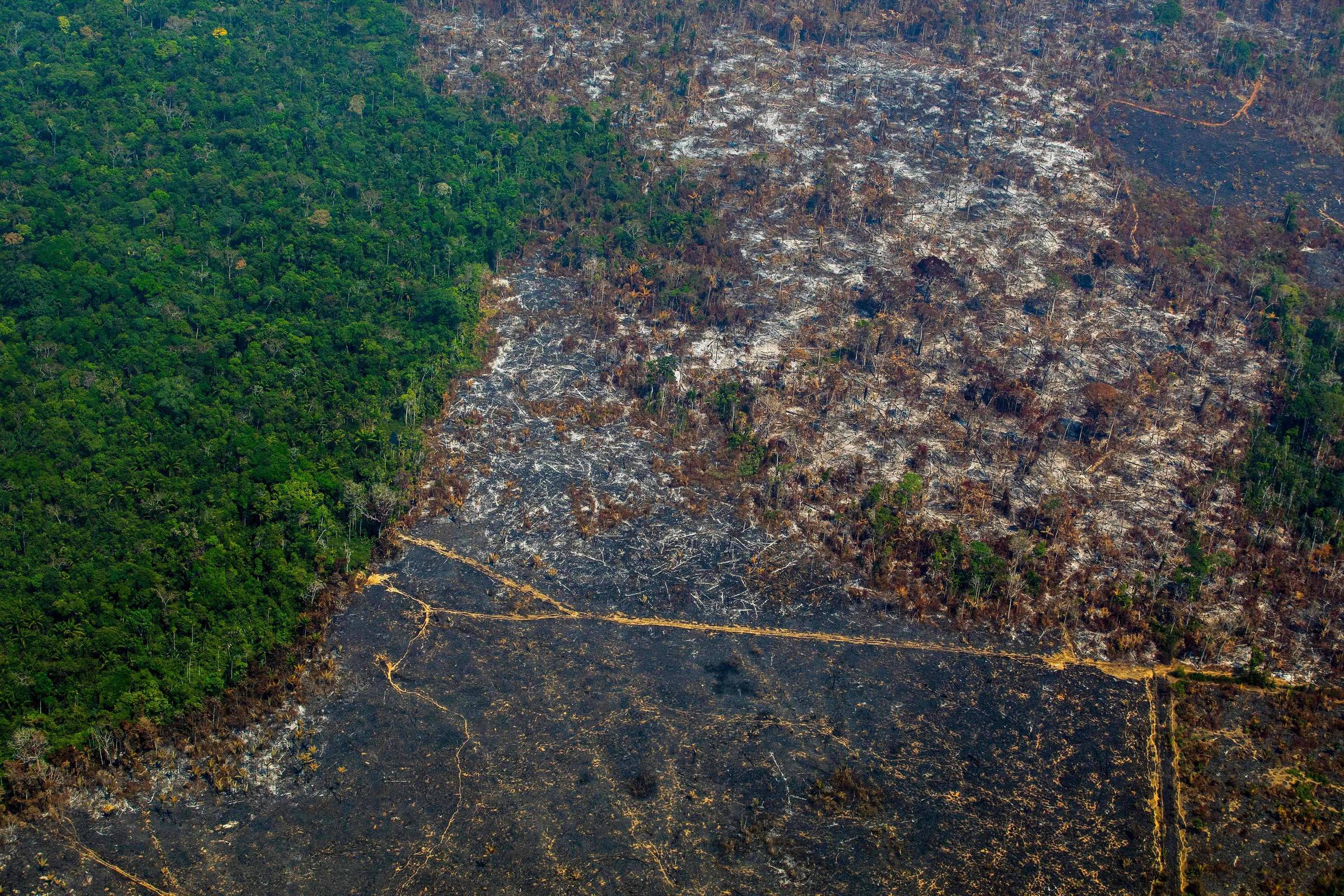 Desmatamento na Amazônia completa 13 meses seguidos de crescimento