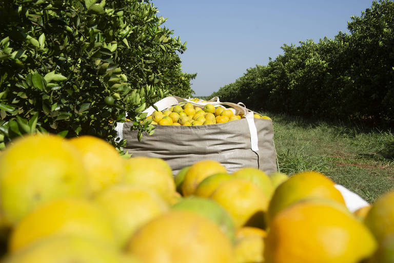 Caos climático afeta laranjais e indústria de suco