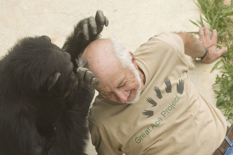 Chimpanzé procura organismos em cabeça de humano  