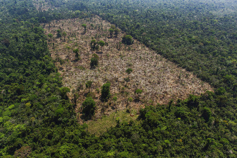 Vista aérea mostra região desmatada por grileiros em terra indígena, com polígono de destruição cercado pela floresta em pé