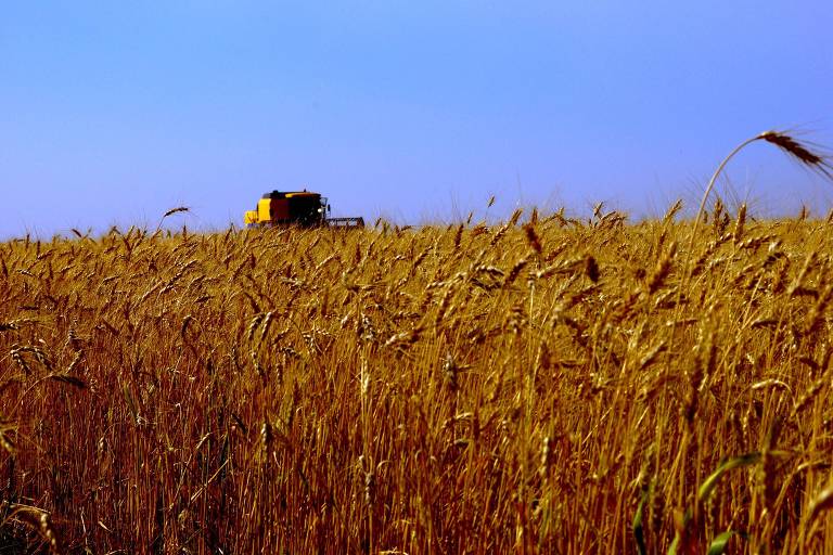 Área menor de milho nos EUA beneficia Brasil