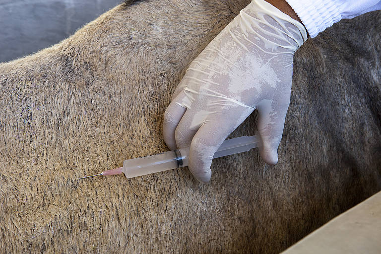 Cavalos do Instituto Vital Brazil, no Rio de Janeiro, participam de pesquisa que usa os animais para produção de soro contra o novo coronavírus