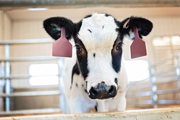 Vaca geneticamente modificada pela empresa americana SAB Therapeutics para produção de soro contra o novo coronavírus