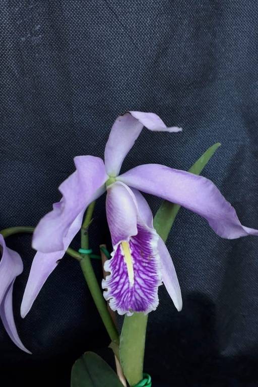 Orquídeas de Cláudio Alencastro