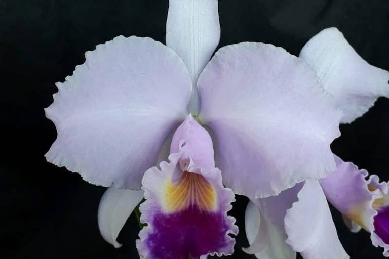 Cattleya Trianeae da coleção do orquidófilo Cláudio Alencastro