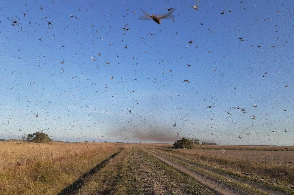 Nuvem de gafanhotos ameaça plantações no Sul do Brasil