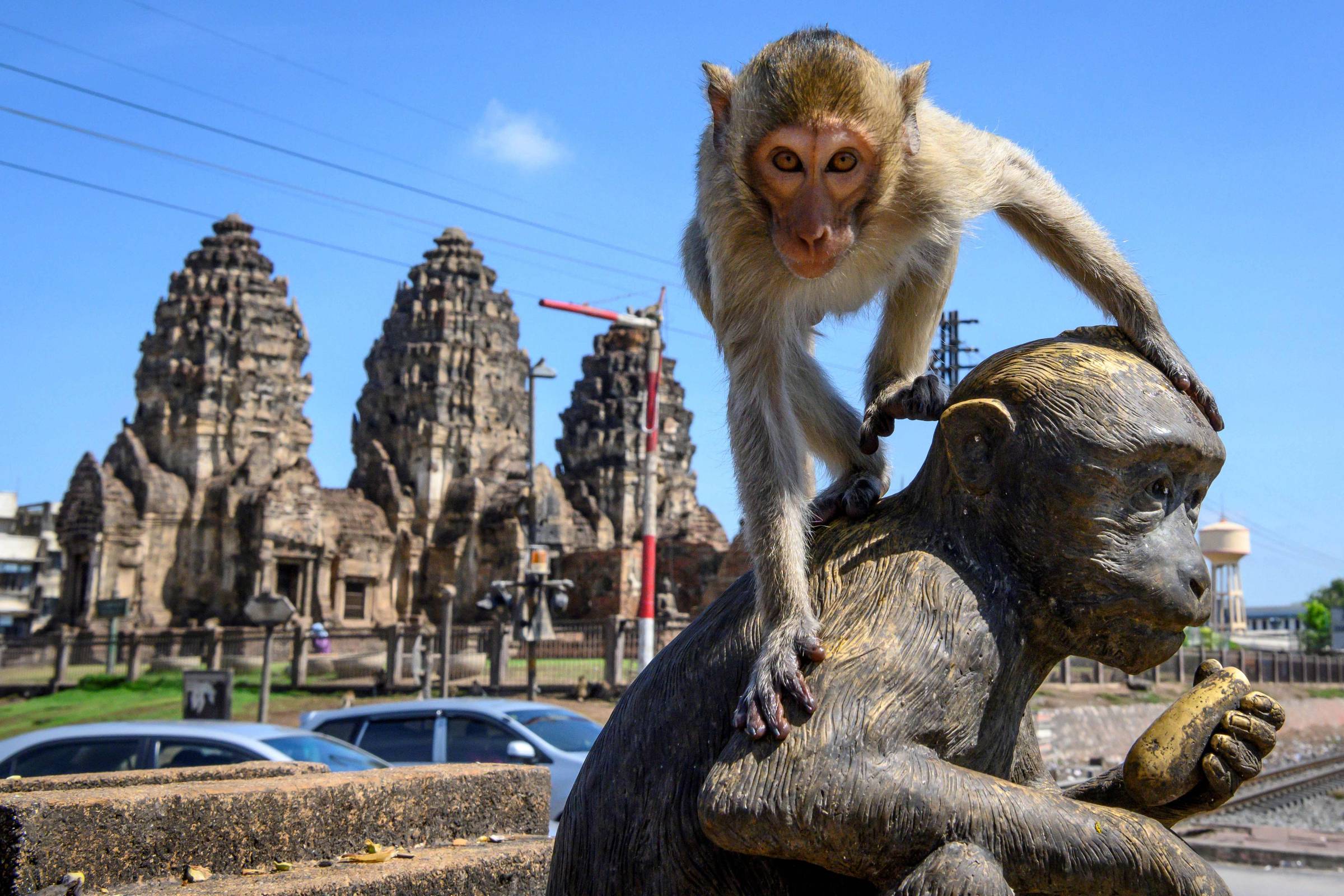 Нашествие обезьян. Лопбури город обезьян. Лопбури Таиланд обезьяны. Тайланд макаки Лопбури. Город Лопбури Таиланд.