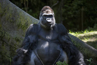 Ernie, the silverback patriarch of a gorilla troop, at the Bronx Zoo in New York.
