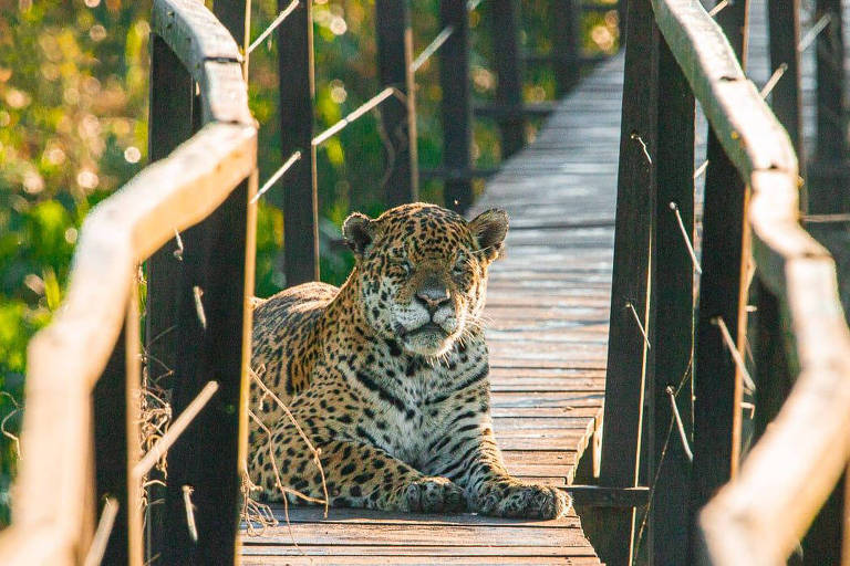 Onças-pintadas se apropriam de passarelas no Pantanal