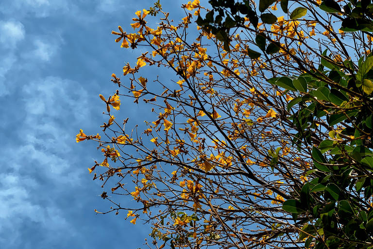 Ipê amarelo floreia a região da Santa Cecília e integra o ensaio de fotos que busca destacar a cor em diferentes locais pela cidade