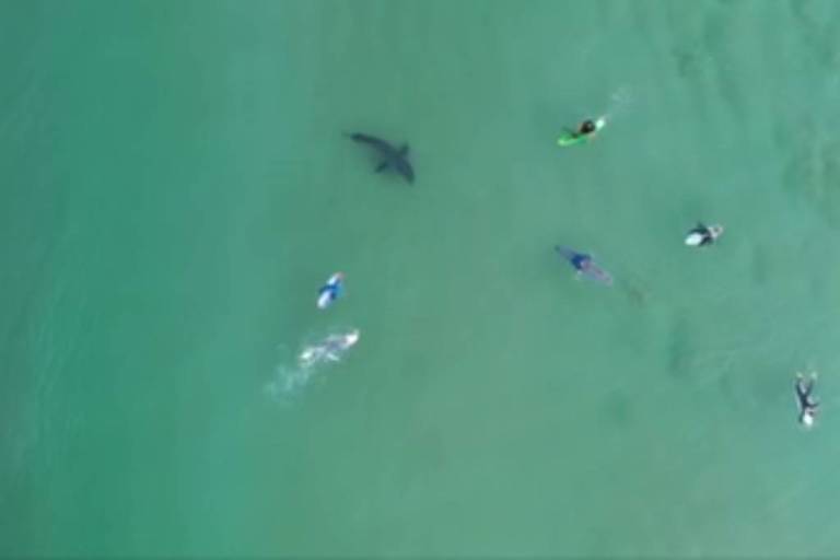 Drone flagra tubarão perto de surfistas