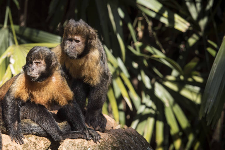 Macacos-pregos-do-peito-amarelo no zoológico de São Paulo. Os pesquisadores estudaram as interações sexuais entre machos na Reserva Biológica de Una, perto de Ilhéus (BA)