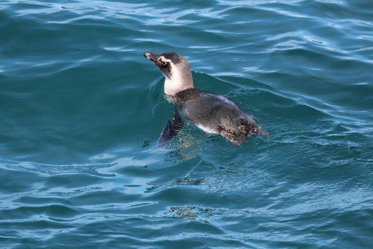 Pinguim-de-Magalhães são encontrados na praia das Anchovas,. em Ilhabela (SP)
