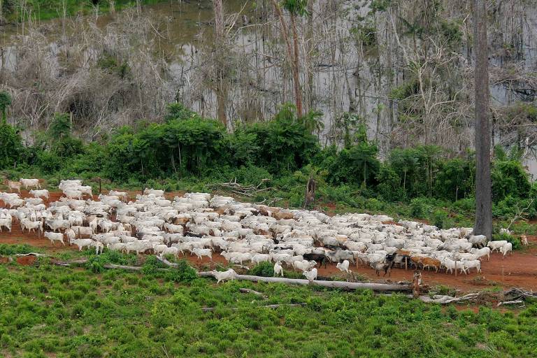 95% dos frigoríficos na Amazônia não controlam origem da carne, diz Radar Verde