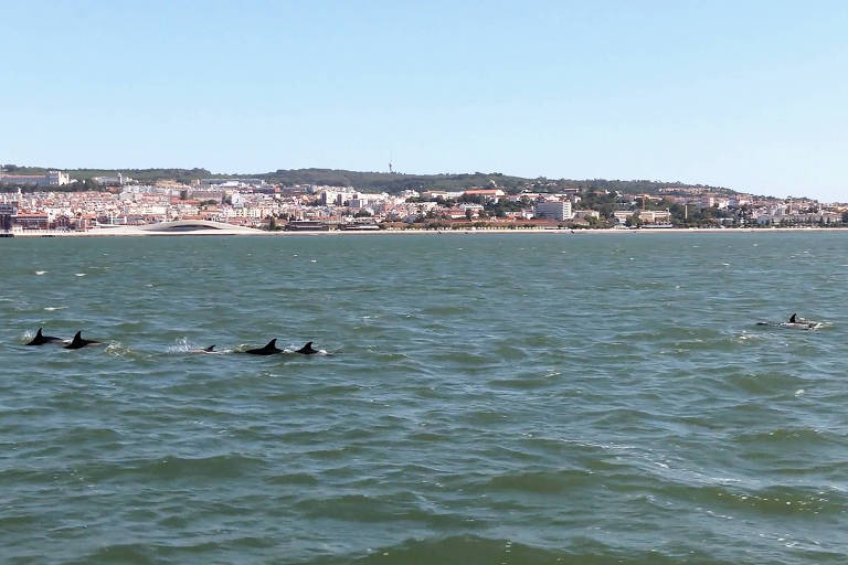Golfinhos nadam no rio Tejo, em Lisboa
