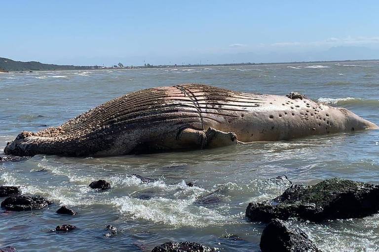 Baleia, golfinho e pinguins são achados mortos no litoral do Rio
