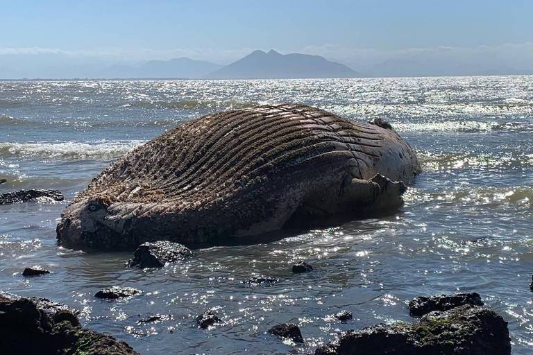 Baleias jubartes encalham em número recorde no litoral do Brasil