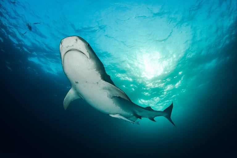 Tubarão cabeça chata na série 'Ameaçados', do canal Off