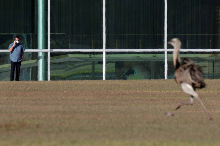 Jair Bolsonaro à beira do gramado do palácio, com ema correndo no primeiro plano