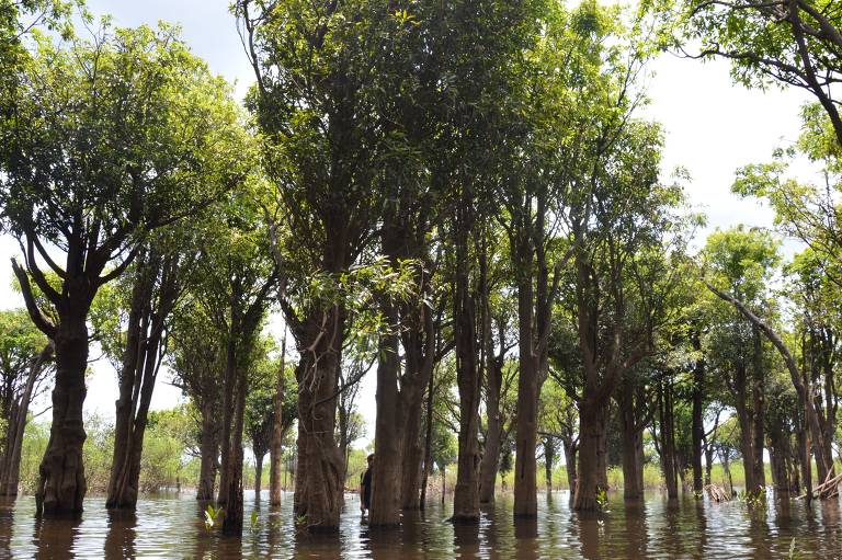 Árvores submersas da Amazônia