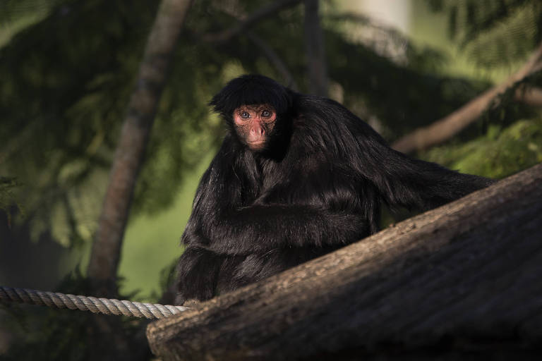 Macaco Aranha de Cara Preta, Fundação Parque Zoológico de S…