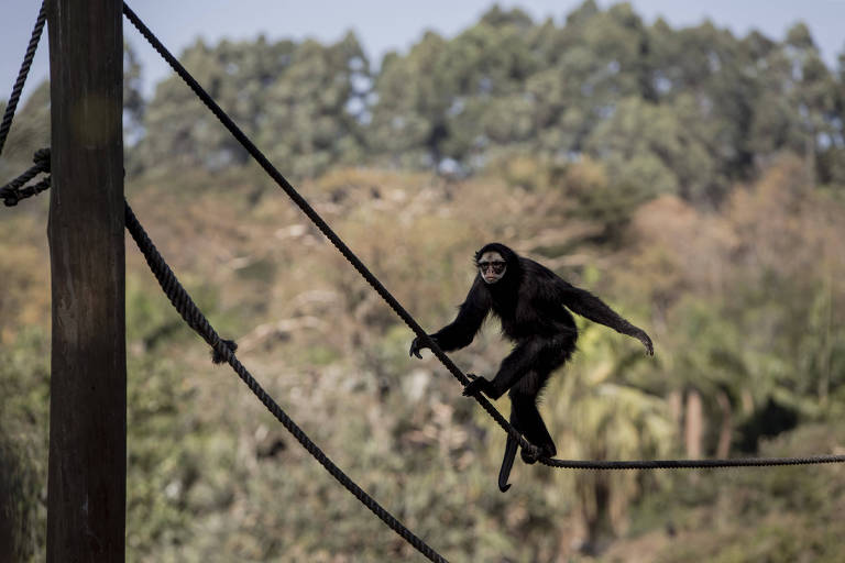 macaco-aranha se espreguiça em corda no zoológico de SP. ao fundo, é possível ver as árvores 
