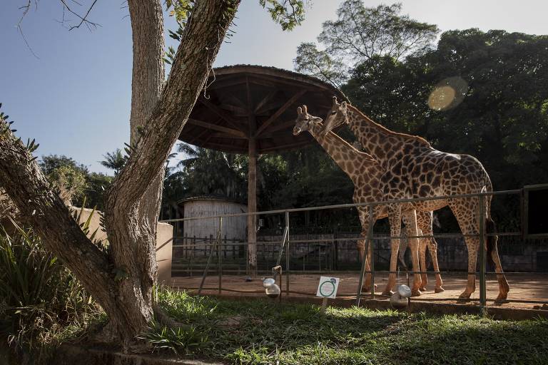 Zoológico de São Paulo oferece entrada gratuita no Dia dos Pais