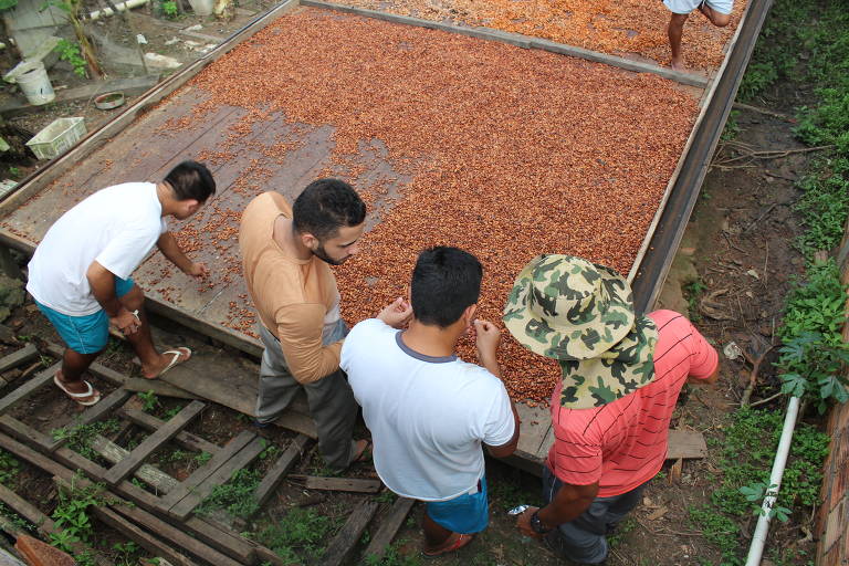 Produtores beneficiam o cacau, matéria prima para os chocolates da Na Floresta