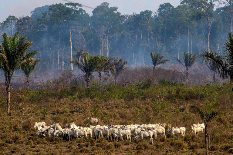 ONG aponta desmatamento em 68 fazendas com indícios de ligação com a JBS