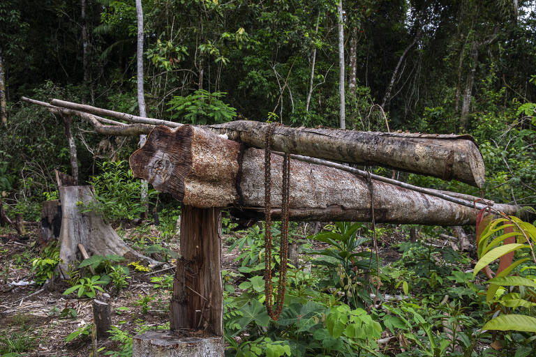 Area desmatada por grileiro dentro do Projeto de Assentamento Extrativista Antimary no Amazonas.