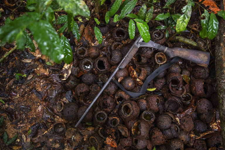 Ouriços de castanha quebrados por extrativistas em um castanhal dentro da área do Projeto de Assentamento Extrativista Antimary no Amazonas.