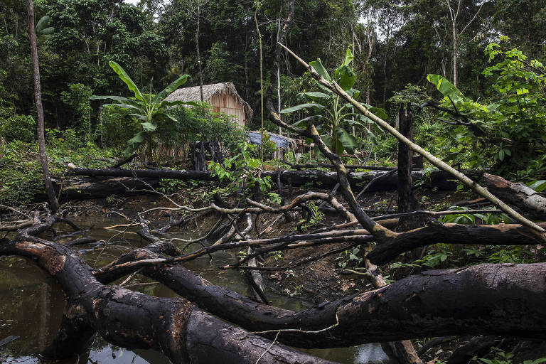 Area desmatada por grileiro dentro do Projeto de Assentamento Extrativista Antimary no Amazonas.