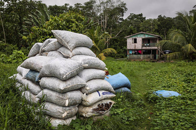 Sacos de castanhas coletadas por moradores da Reserva Extrativista Arapixi. A região onde se localizam os castanhais está sendo desmatada por grileiros, ameaçando o modo de vida dos extrativistas, que dependem da coleta das castanhas para sobreviver.