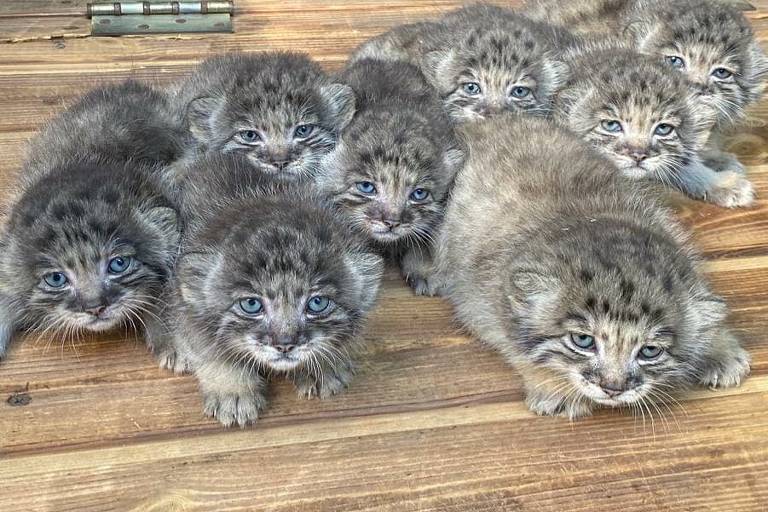 Nascimento de dezesseis gatos-de-pallas na Rússía