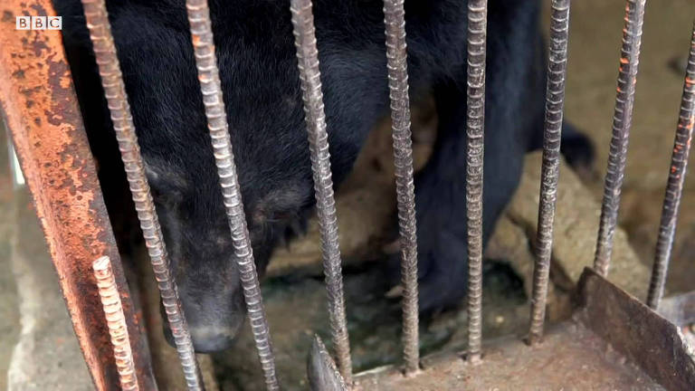 As trágicas fazendas onde ursos vivem em celas até morrerem