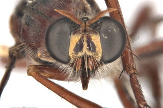 The newly named Stan Lee's fly (Daptolestes leei) is seen in this handout image supplied by the CSIRO