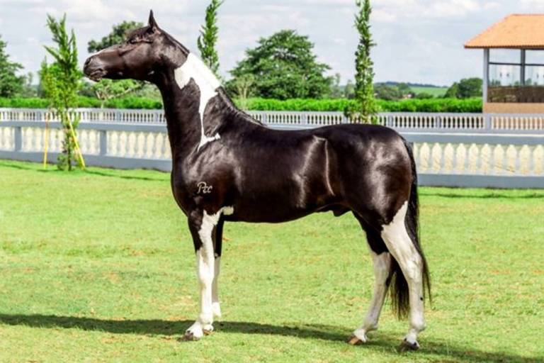 Cavalo Franco do Pec, da raça mangalarga, era considerado uma promessa em competições de equinos anos atrás