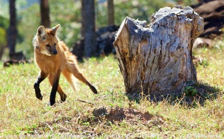 Lobo-guará, o 'semeador de árvores' ameaçado na natureza e homenageado em  nota de R$ 200 - BBC News Brasil