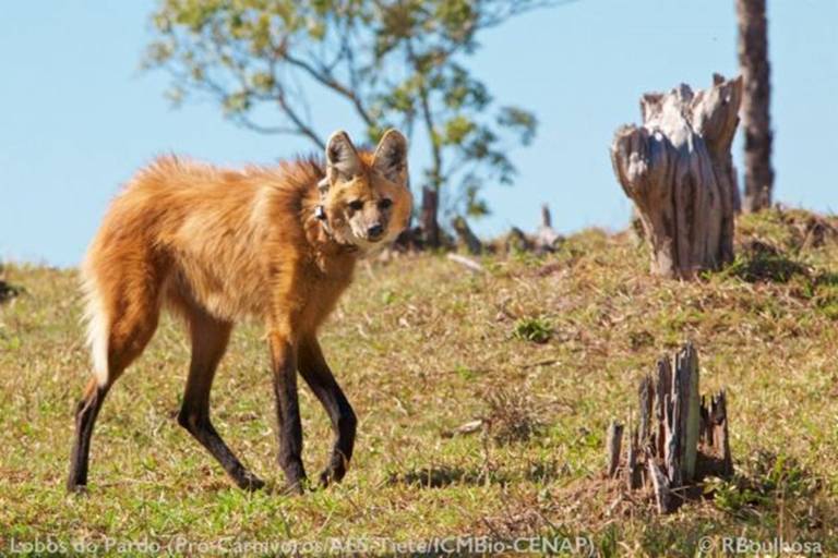Animais vivem diversos problemas como o avanço do agronegócio, os perigos nas estradas e conflitos com produtores rurais