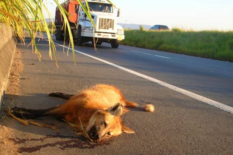 Estradas são uma ameaça ao lobo-guará