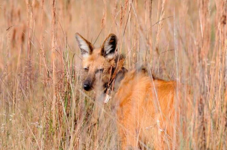 Para biólogos, a nova nota de R$ 200 será importante para conscientização sobre os lobos-guarás