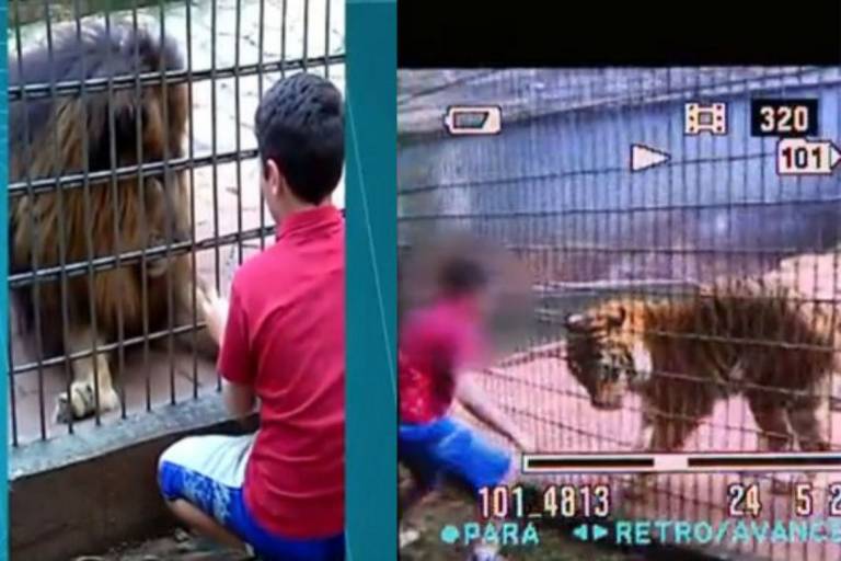 Funcionário de zoológico é mordido por tigre e morre de ataque cardíaco  horas depois - Hora 7 - R7 Hora 7