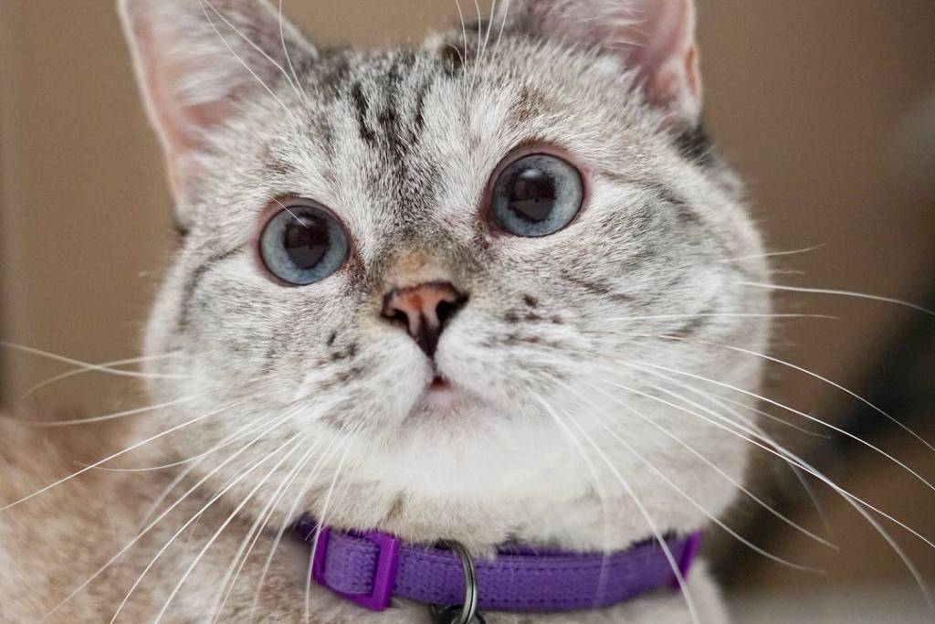 Do Antigo Egito ao Instagram: como os gatos conquistaram o mundo