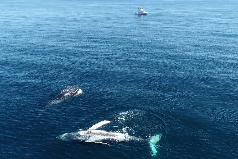Baleias jubarte são vistas durante a estação de reprodução no Parque Marinho Nacional de Abrolhos, no litoral sul da Bahia, Brasil