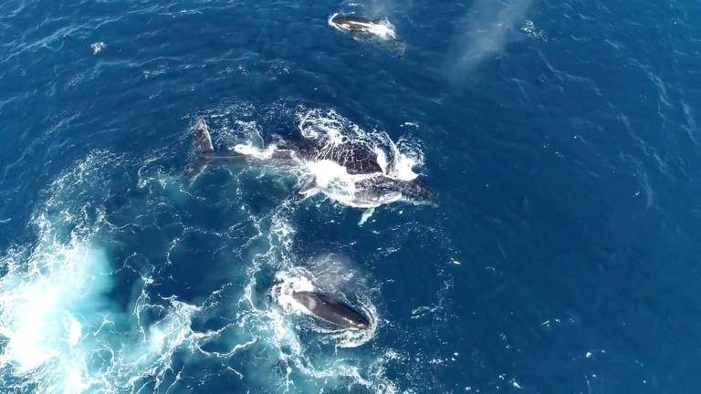 Uma escola de orcas é vista perseguindo baleias jubarte na costa de Ningaloo, Austrália Ocidental, Austrália