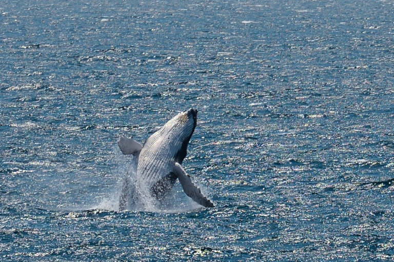 Uma baleia-jubarte pula fora da água em Jervis Bay, na costa leste da Austrália