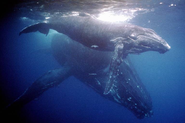 Baleia jubarte na região de Abrolhos, na costa da Bahia